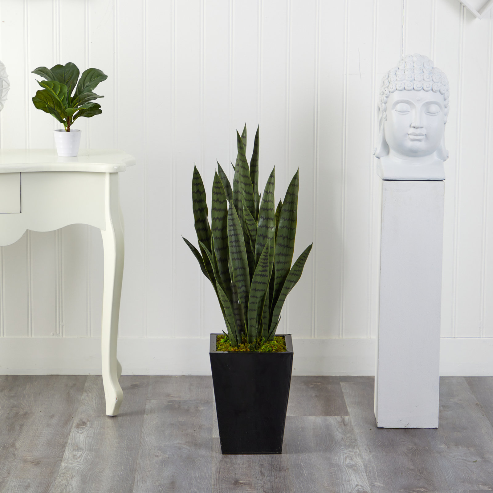 40 " Snake Plant in Planter