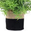 8 plantes