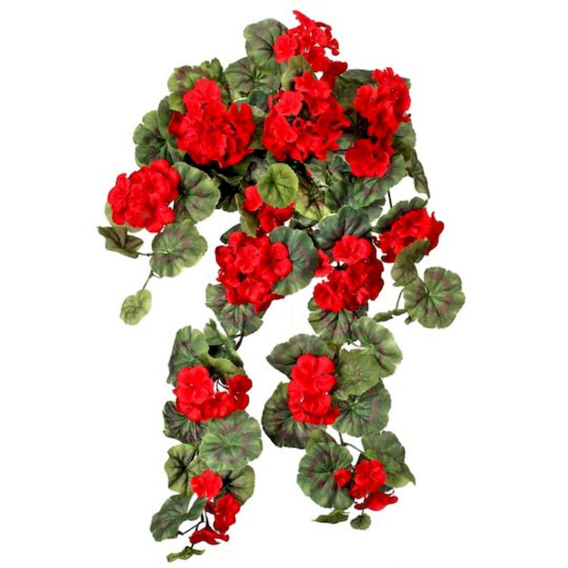 Buisson de géranium suspendu, Rouge