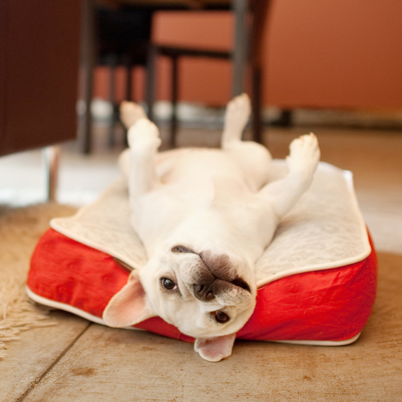 Serengeti Rectangular Pillow Dog Bed, Small (28" W x 20" D x 4" H)