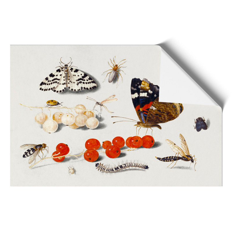 Butterfly Caterpillar and Moth by Jan van Kessel - Frameless Print, 21cm H x 30cm W x 0.1cm D