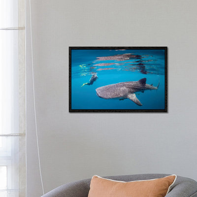 Diver Photographing A Whale Shark by Alessandro Cere - Floater Frame Gallery-Wrapped Canvas Giclée on Canvas