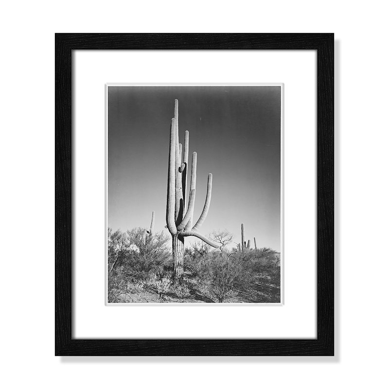 «Cactus In Saguaro National Monument In Arizona», reproduction de photo sur papier encadrée, Noir