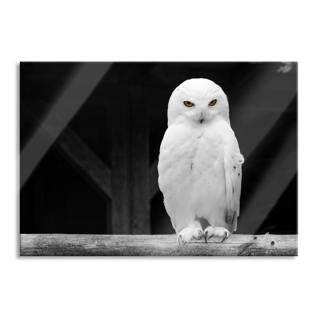 Ungerahmtes Foto auf Glas "White Snow Owl"