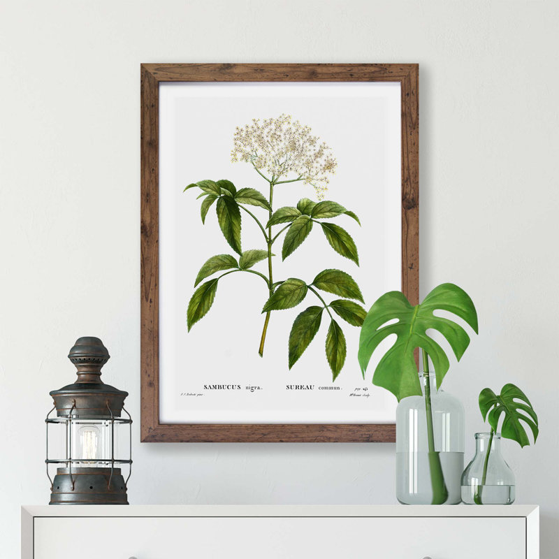 'Elderflower Tree' by Pierre-Joseph Redoute - Picture Frame Painting Print on Paper, Walnut, 45cm H x 63cm W x 2cm D