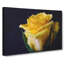 Yellow Rose Flower Vol.1 - Wrapped Canvas-64020232