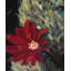 Art sur toile vert, échinopsis, cactus rouge