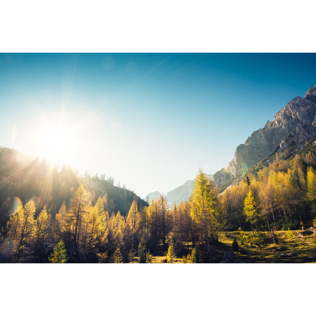 Goldene Lärchenbäume von Borchee - Kunstdrucke auf Leinwand