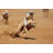 Sprinting Greyhound - Wrapped Canvas Print-1845546919