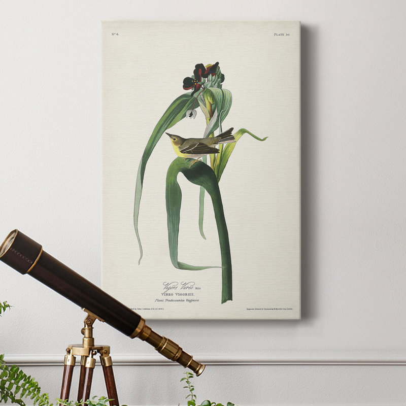 " Pl. 30 Vigors Vireo "