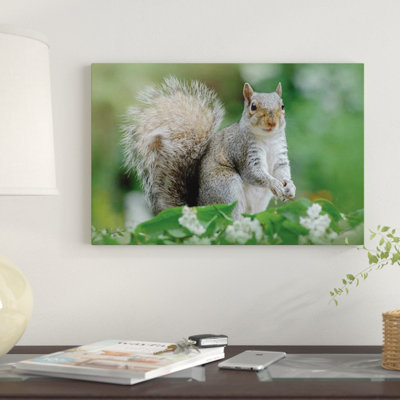 " Eastern Gray Squirrel " by Jacky Parker