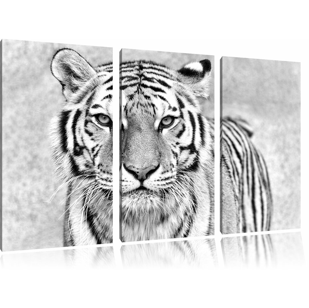 3-tlg. Leinwandbilder-Set „Anmutiger Tiger in Schwarz / Weiß“, Fotodruck