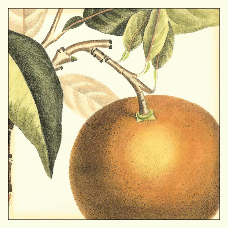 Graphic Orange by Vision Studio - Wrapped Canvas Print, 30cm H x 30cm W