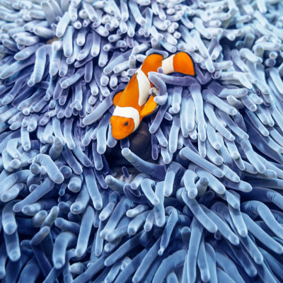 Clown Fish and Anemone by Tunart