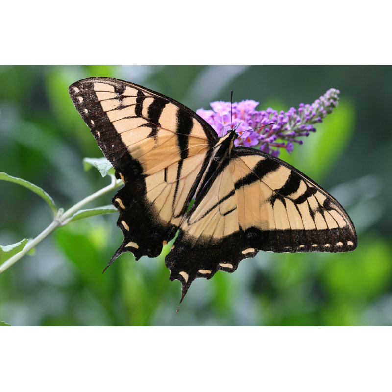 Tiger Butterfly - Wrapped Canvas Print, 51cm H x 76cm W x 3.8cm D