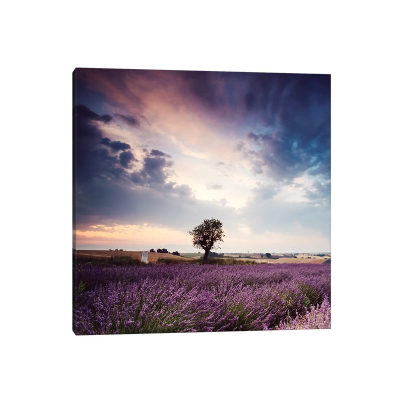 Tree In Lavender Field, Provence by Matteo Colombo - Wrapped Canvas Print, 45.72 cm H x 45.72 cm W x 1.91 cm D