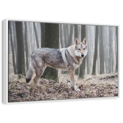Loup d'hiver brumeux