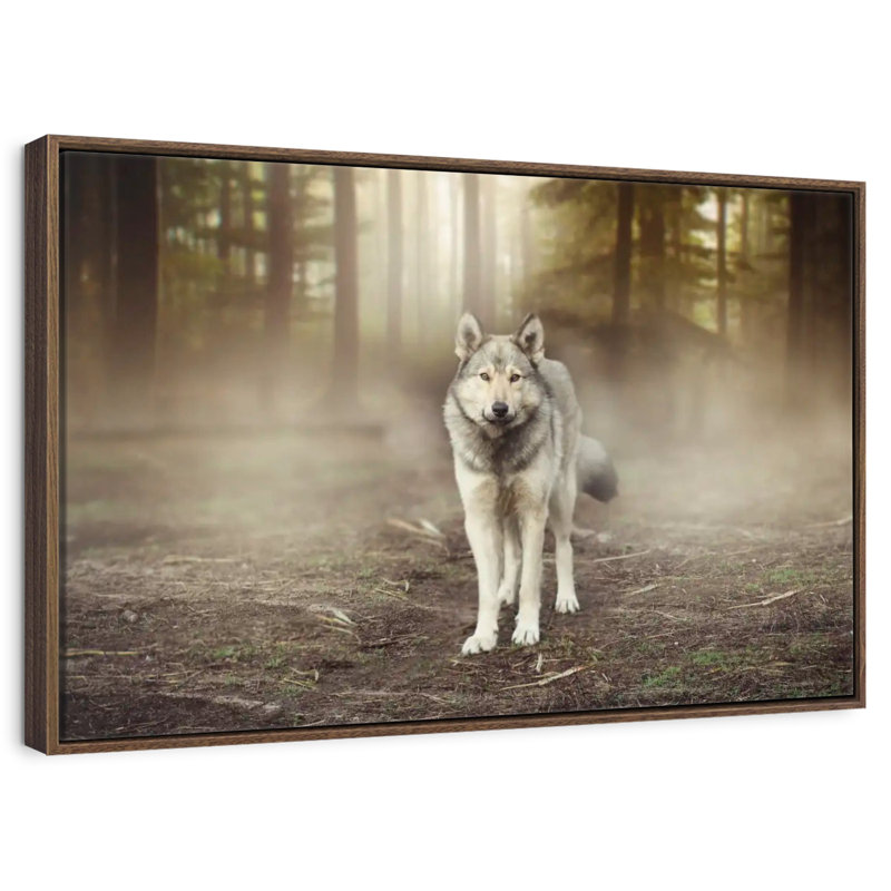 Loup audacieux, Cadre flottant en noyer, 40 po x 27 po