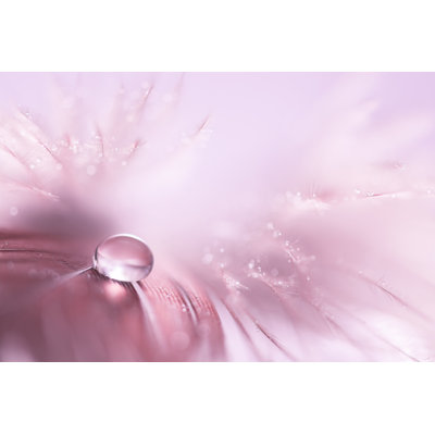 Delicate Bird Feather by Yulia Gusterina - Wrapped Canvas Print