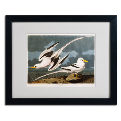«Tropic Bird» par John James Audubon - reproduction d'art sur toile