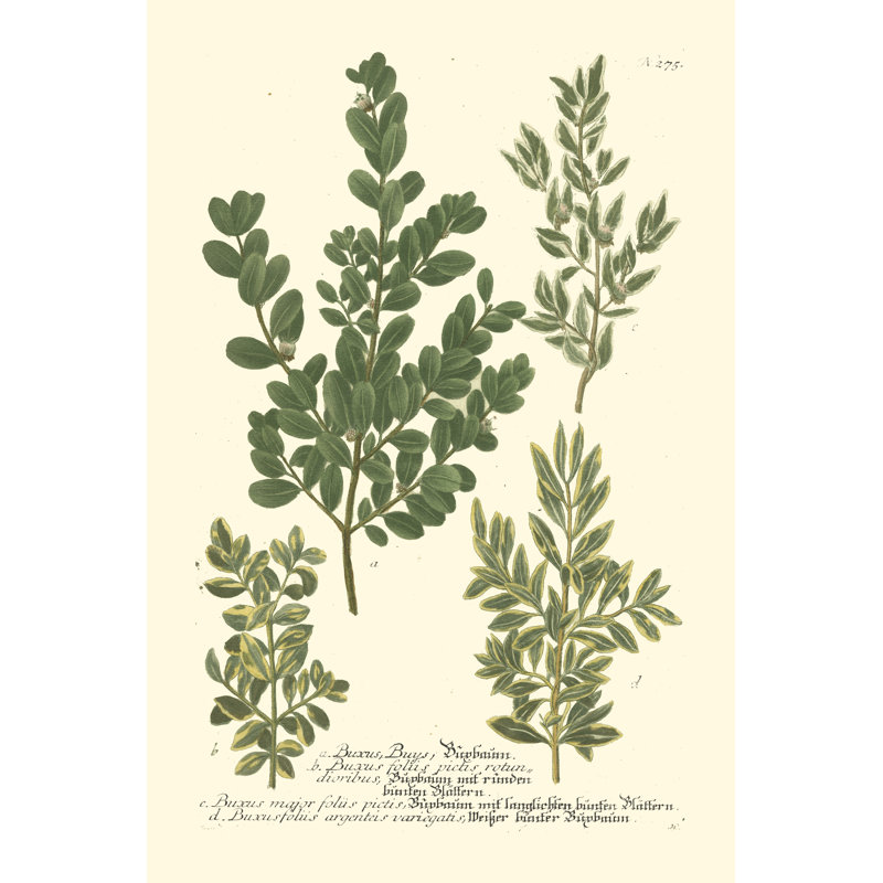 Weinmann Leaves II - Wrapped Canvas Print, 46cm H x 30cm W x 3.8cm D