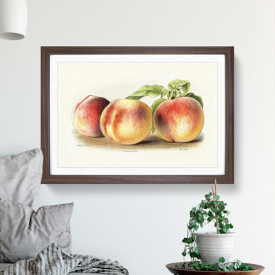 Vintage Illustration of Peaches - Picture Frame Painting Print