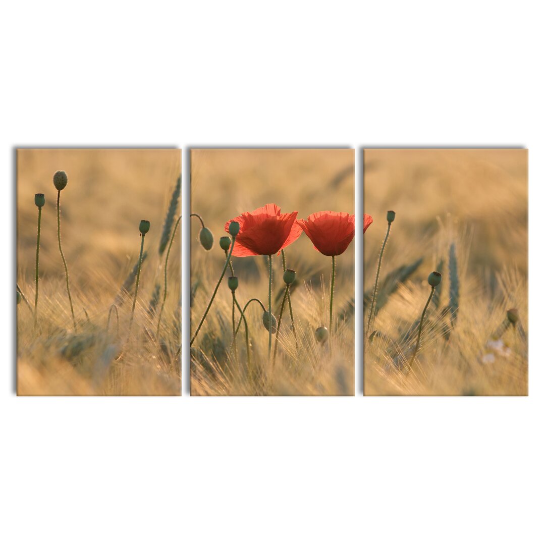 3-tlg. Leinwandbilder-Set Zwei schöne Mohnblumen