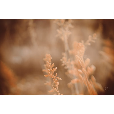 " Texas Wild " by Nathan Larson