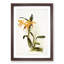 Magnolia Flowers Illustration Tab. 93 by Frederick Sander - Picture Frame Painting Print-55760221-55760226