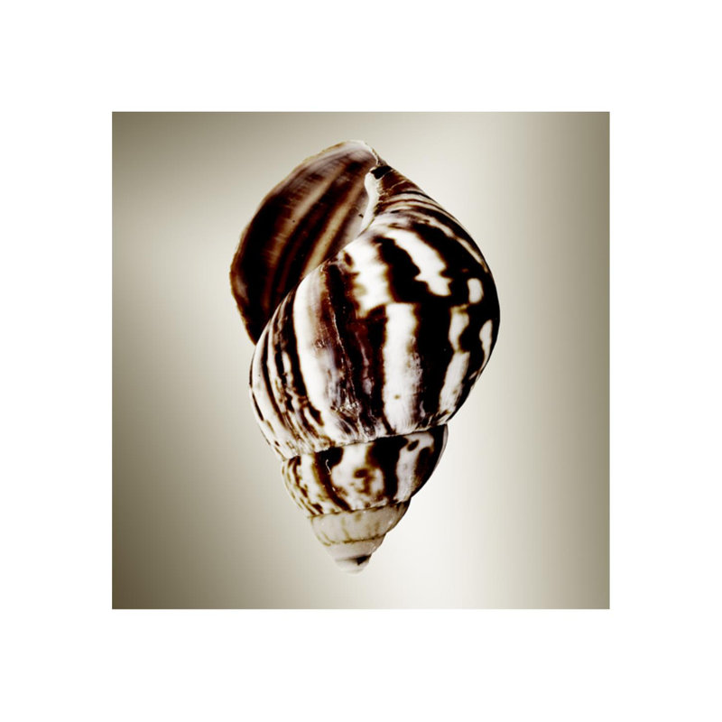 «Gilt Shells II» par Zoey Riley - photographie, H 24 po x l 24 po x P 1,5 po, Plexi