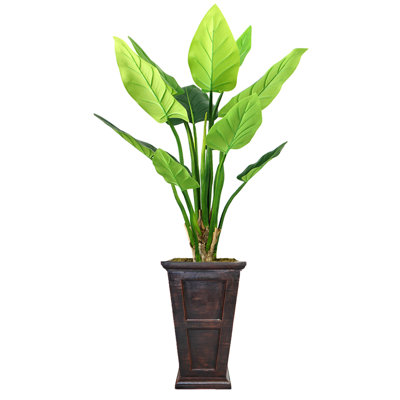 Panama Philodendron plante en pot
