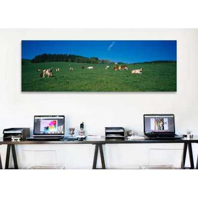 " Herd Of Cows Grazing In St. Peter, Black Forest, Germany "