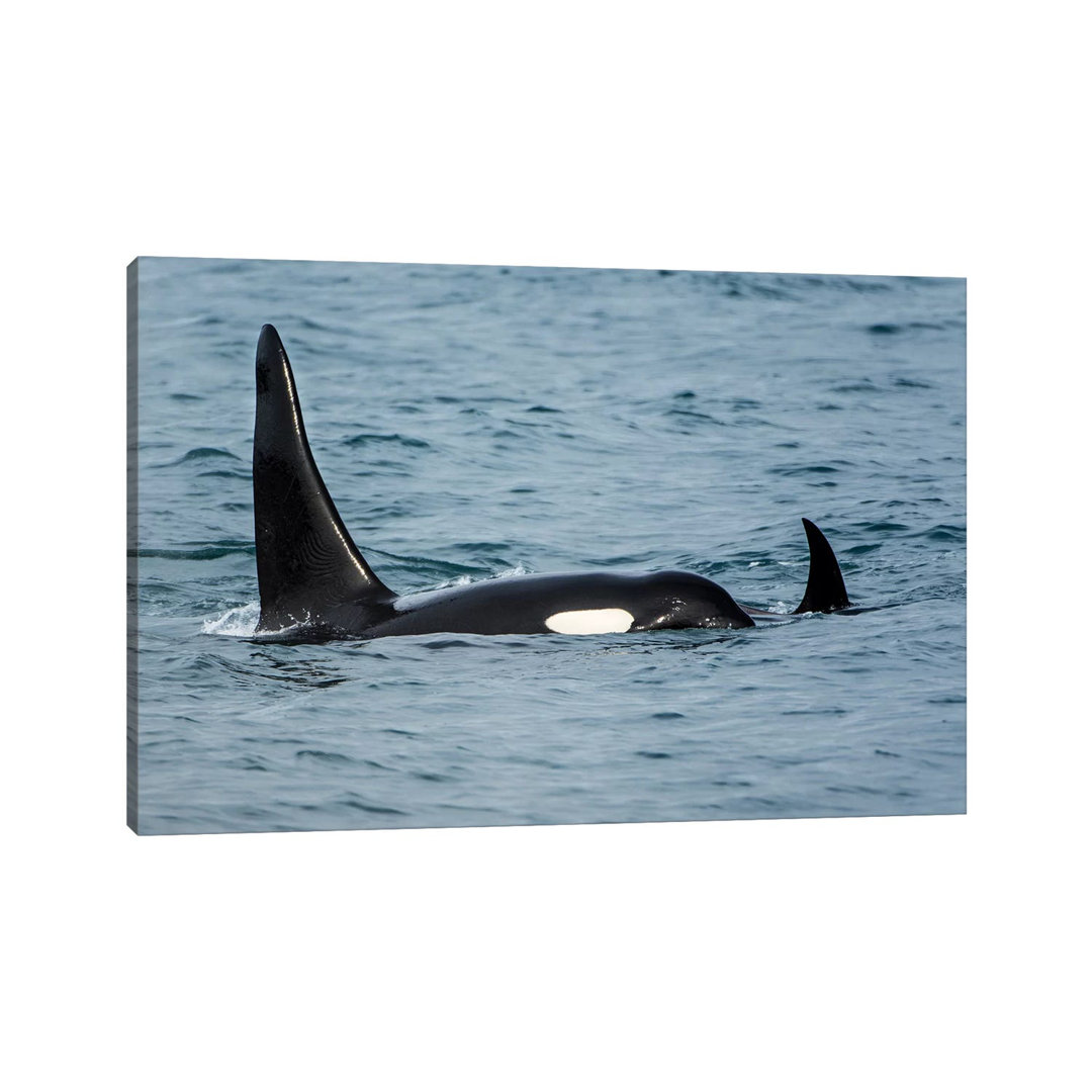 Killer Whale Or Orca Pod (Orcinus Orca), Resurrection Bay, Kenai Fjords National Park, Alaska, USA. by Michael DeFreitas - Wrapped Canvas Gallery-Wrap