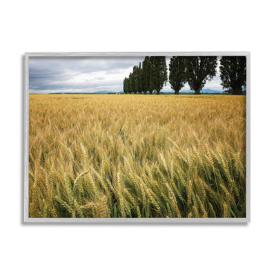 " Wheat Field Harvest Windy Field Country Landscape "
