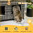 Diomira 17.75'' H Cat Tree