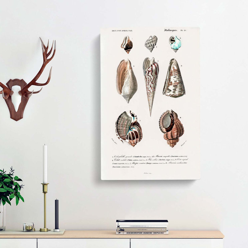 Mollusc Shell Illustrations PL. 25 by Charles D Orbigny - Wrapped Canvas, 76cm H x 50cm W x 3cm D
