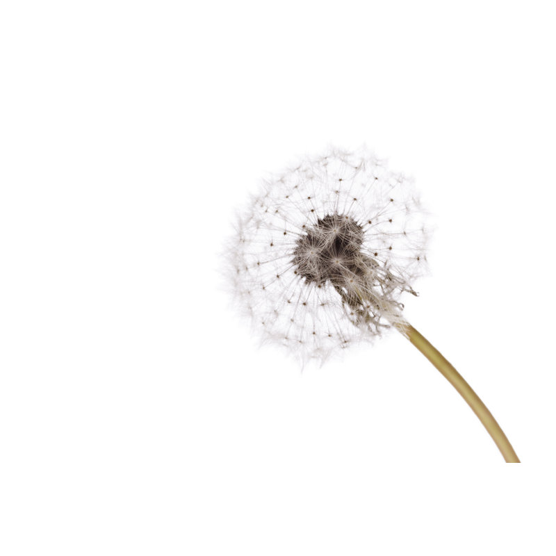 Dandelion - Photographie sur toile tendue, H 8 po x l 12 po x P 1,25 po