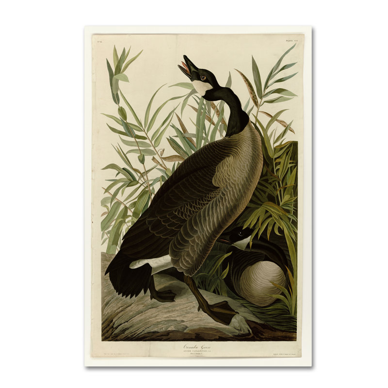 «Canada Gooseplate 201» par John Audubon, reproduction sur toile tendue, H 24 po x l 16 po