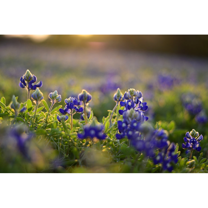 «Texas Bluebonnets on Canvas» par Kellywendtpoto, photographie, H 24 po x l 36 po x P 1,25 po