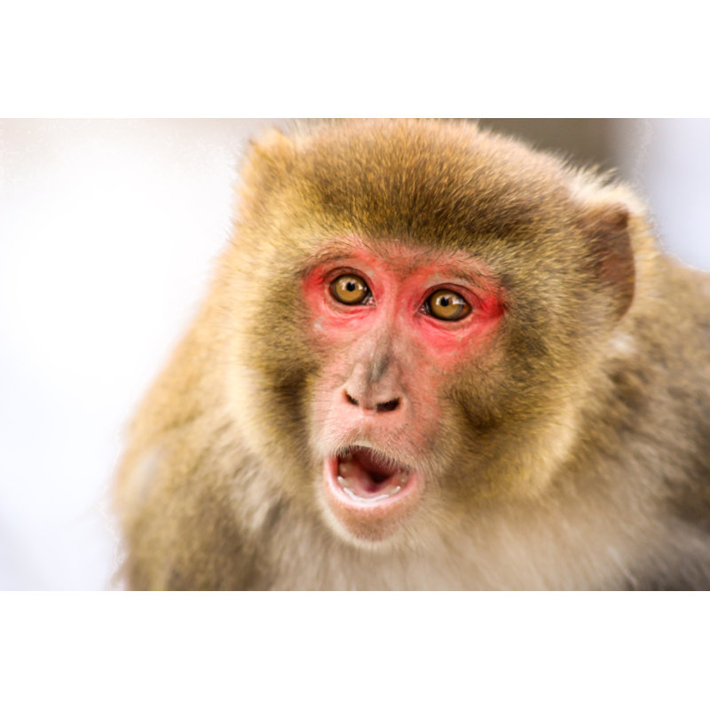 Monkey (Rhesus Macaque) - Wrapped Canvas Print, 61cm H x 91cm W x 3.8cm D