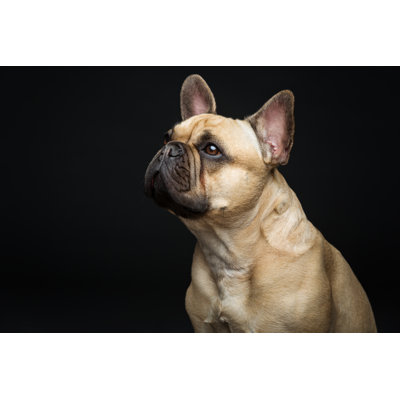 Beautiful French Bulldog Dog by Svetography - Wrapped Canvas Print