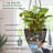 Hanging Planter-686442020