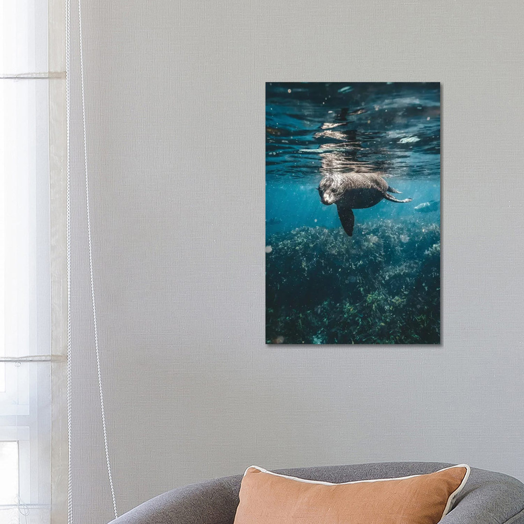 Inquisitive Sea Lion Underwater by James Vodicka - Wrapped Canvas Gallery-Wrapped Canvas Giclée