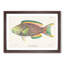 Tropical Fish by Henry Baldwin - Picture Frame Painting Print-55615270-55615271