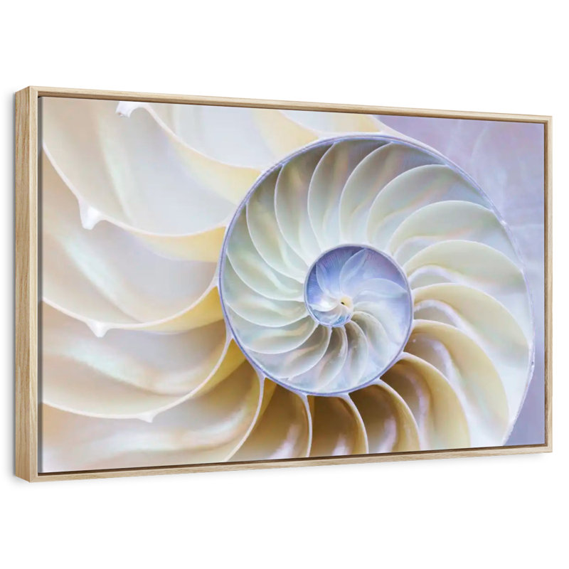Empty Nautilus Shell, 13" X 9", Floating Frame Natural Wood