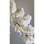 Orchidée Phalaenopsis verte 33 po-714383210-714383211