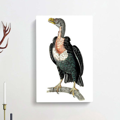 Black Vulture by George Shaw - Wrapped Canvas