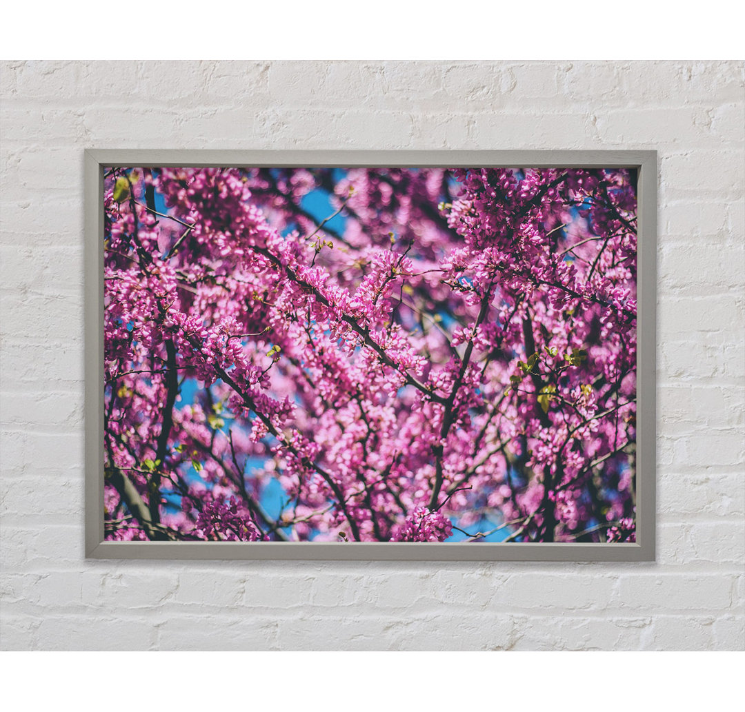 Tree Blossom Flowers On A Blue Sky - Einzelner Bilderrahmen Kunstdrucke auf Leinwand