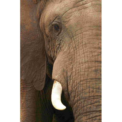 Brown Elephant - Photographie sur toile tendue