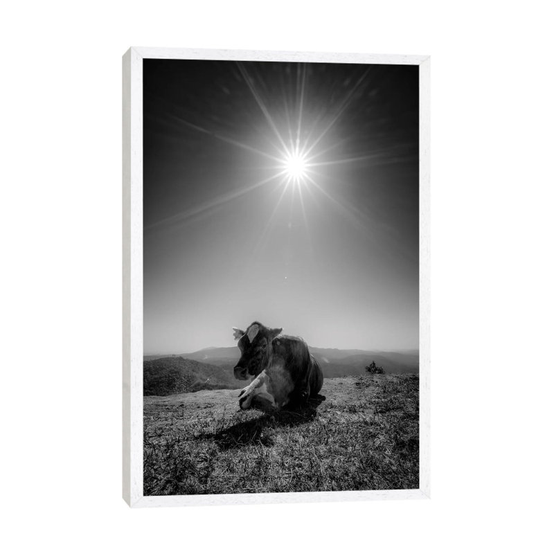 Cow II by Glauco Meneghelli - Print on Canvas, 66.04cm H x 45.72cm W x 3.81cm D, White Framed